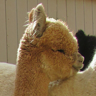 alpaca cria head